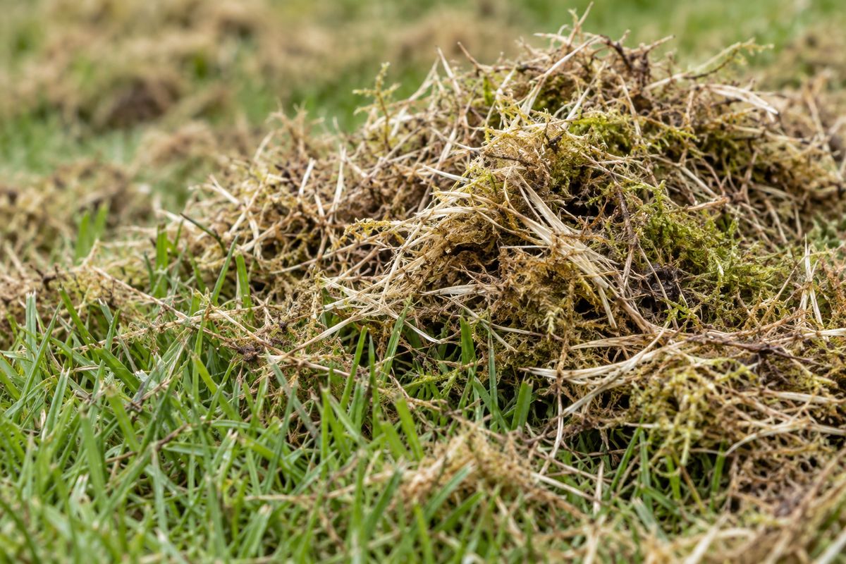 Moss and thatch raked out of a lawn after scarifying